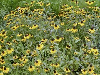 オヤジも私と同時に気付いたらしく「キィキィー!」とバイクを同時にフル・ブレーキ!